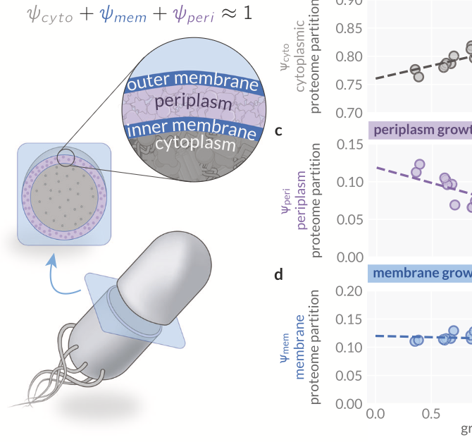 Microbial cell physiology