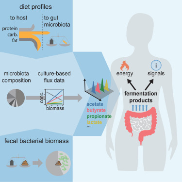 The human gut microbiota