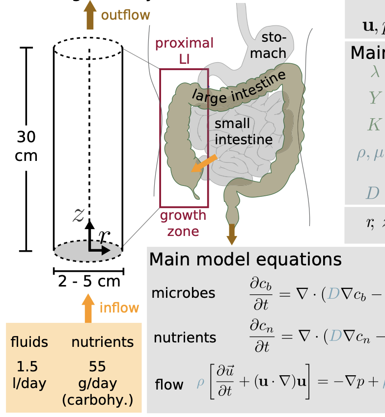 Diurnal Growth Variation Modeling