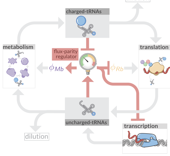 Optimal Allocation and Flux Parity Model